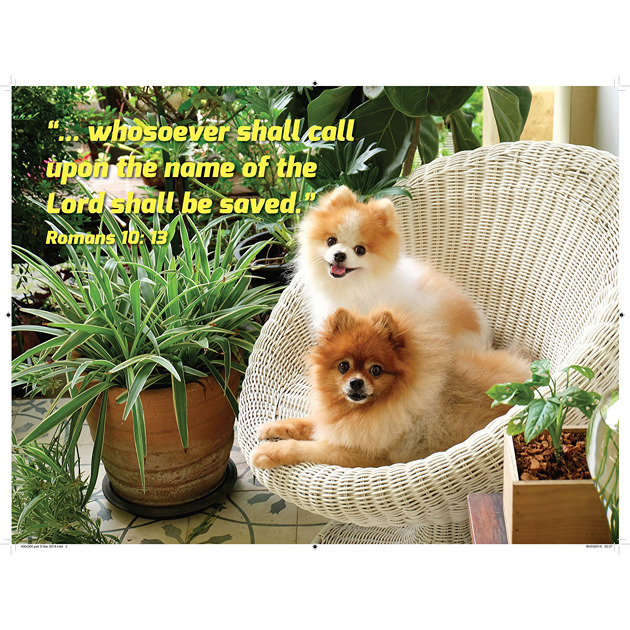 Pomeranians  In Wicker Chair Picture With Bible Verse