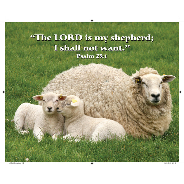 Sheep Picture With Bible Verse