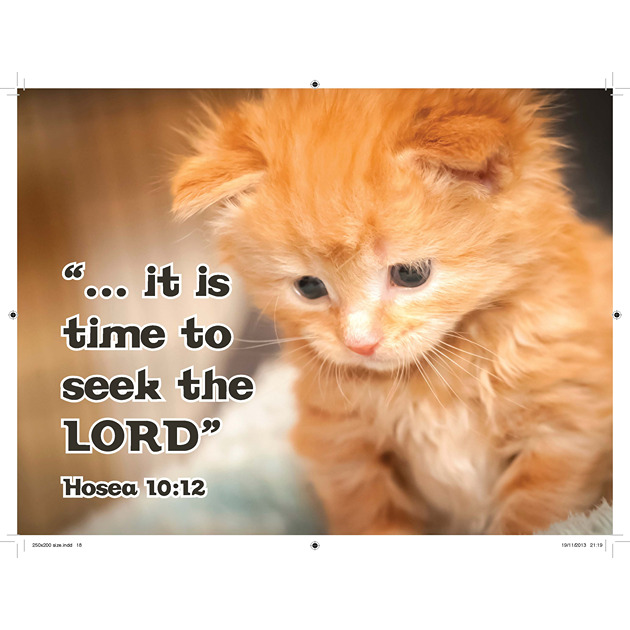 Orange Kitten Picture With Bible Verse