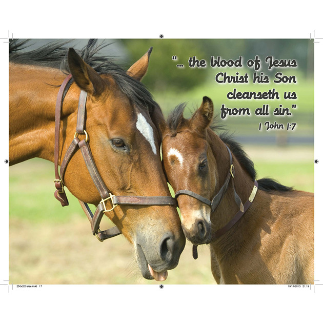 Horse & Foal Picture With Bible Verse