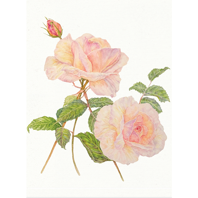 Blank Card [Soft Rose]