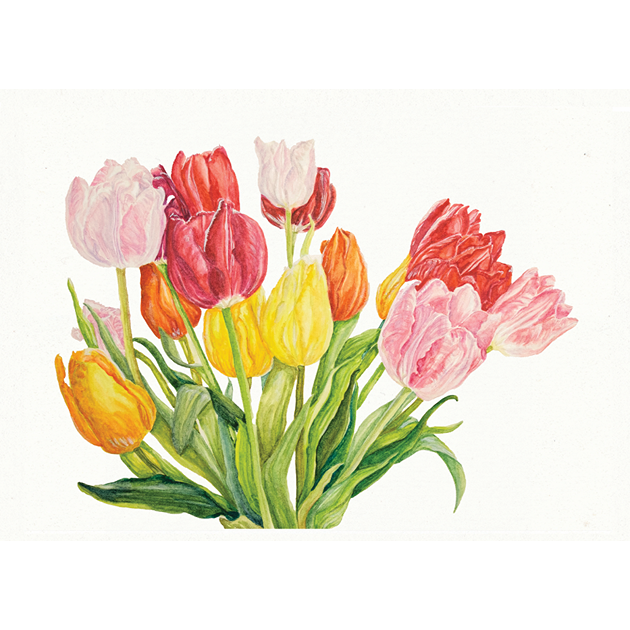 Blank Card [Tulips]