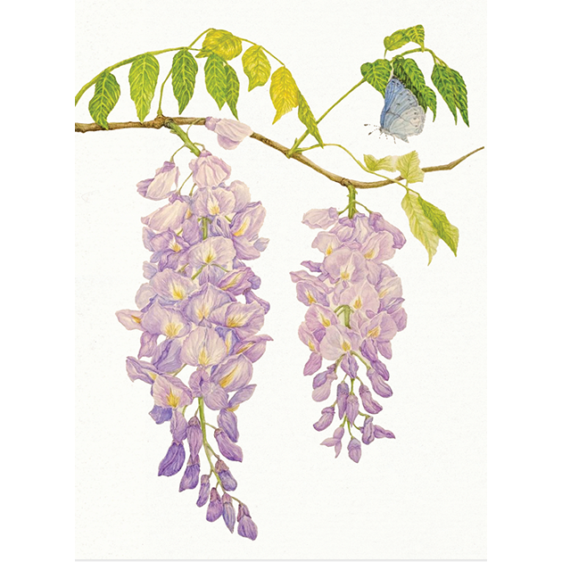 Blank Card [Wisteria]