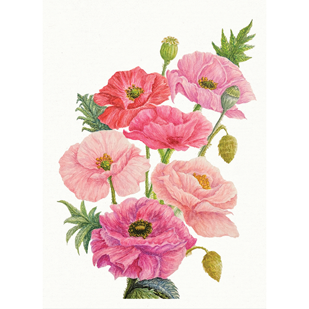 Blank Card [Poppy Bouquet]