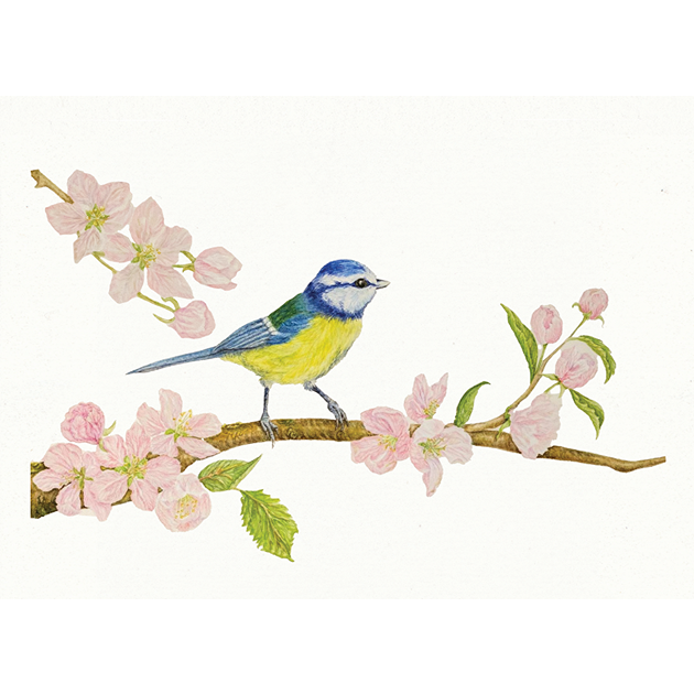 Blank Card [Blue Tit]