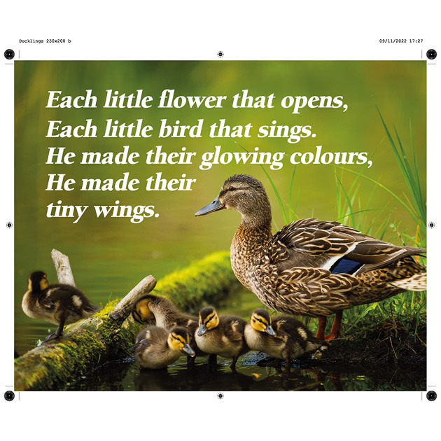 Ducklings Picture With Bible Verse