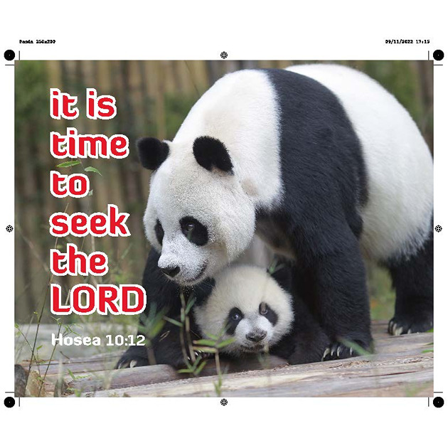 Panda Picture With Bible Verse